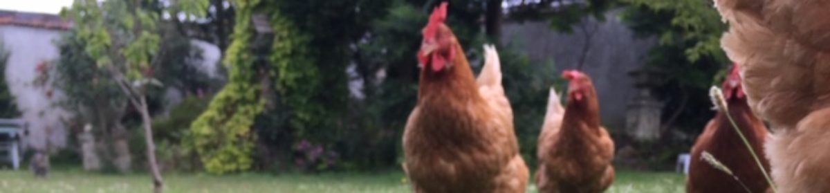 Chickens Can Dance